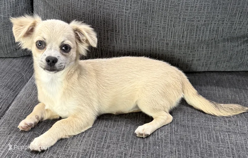 May long hair  – Chihuahua puppy for sale in Los Fresnos, TX