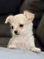 Pearl, a female Chihuahua for sale in Los Fresnos, TX – 1 of 4