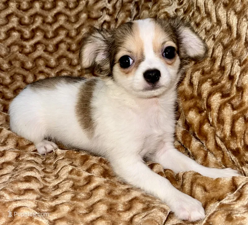 Cookie long hair  – Chihuahua puppy for sale in Los Fresnos, TX