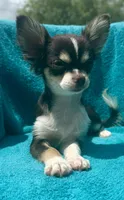 Coco long hair , a male Chihuahua for sale in Los Fresnos, TX – 8 of 10