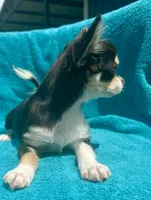Coco long hair , a male Chihuahua for sale in Los Fresnos, TX – 5 of 10
