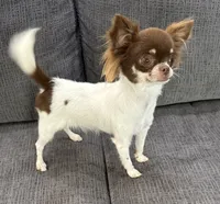 Isla teacup, a female Chihuahua for sale in Los Fresnos, TX – 2 of 4