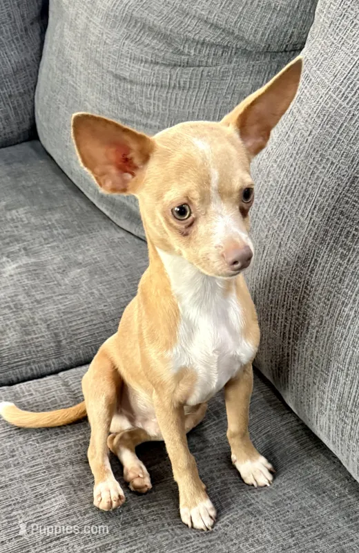 Goldie  – Chihuahua puppy for sale in Los Fresnos, TX