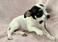 Flower, a female Chihuahua for sale in Los Fresnos, TX – 2 of 4