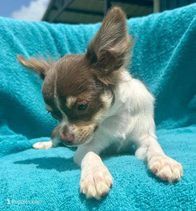 Maple long hair  – Chihuahua puppy for sale in Los Fresnos, TX