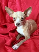 Goldie , a male Chihuahua for sale in Los Fresnos, TX – 5 of 6