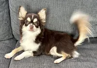 Coco long hair , a male Chihuahua for sale in Los Fresnos, TX – 2 of 7