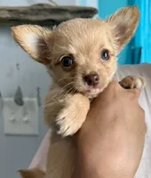 Ozzy long hair, a male Chihuahua for sale in Los Fresnos, TX – 3 of 4