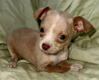 Biggy , a male Chihuahua for sale in Los Fresnos, TX – 5 of 5