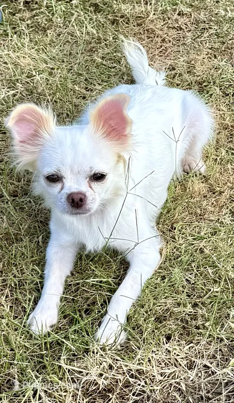 Luna long hair , a female Chihuahua for sale in Los Fresnos, TX – 1 of 6