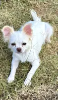 Luna long hair , a female Chihuahua for sale in Los Fresnos, TX – 1 of 6