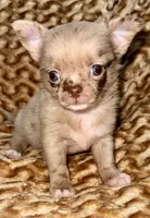 Merle long hair, a male Chihuahua for sale in Los Fresnos, TX – 2 of 8