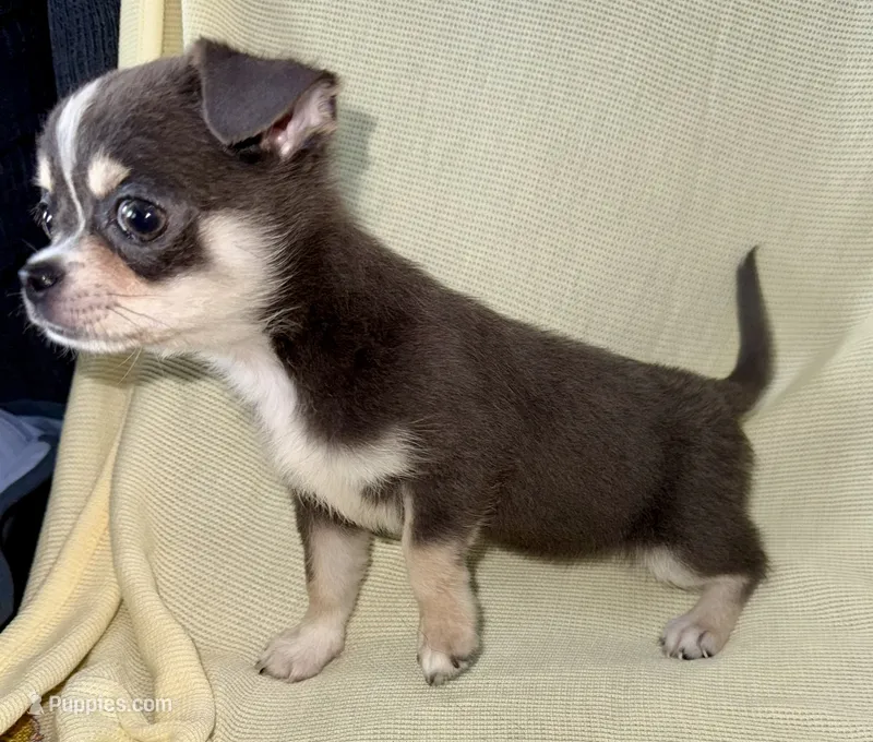 Eleanor blue tri – Chihuahua puppy for sale in Los Fresnos, TX