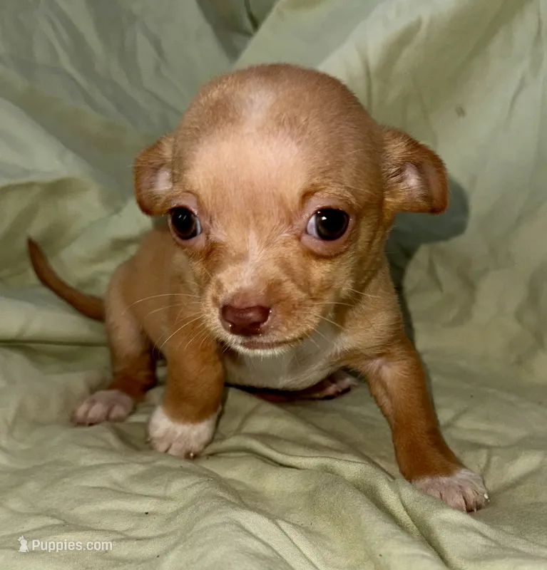 April – Chihuahua puppy for sale in Los Fresnos, TX
