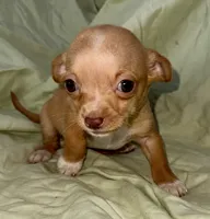 April, a female Chihuahua for sale in Los Fresnos, TX – 1 of 4