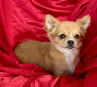 Rose Long hair Apple head , a female Chihuahua for sale in Los Fresnos, TX – 3 of 5