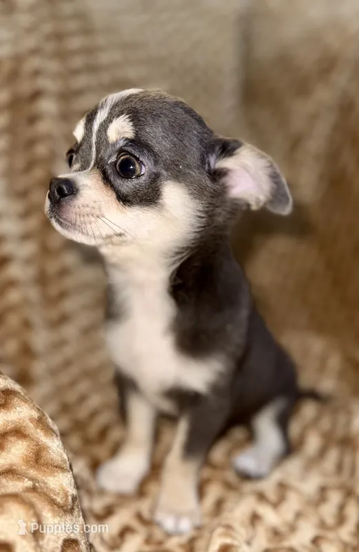 Eleanor blue tri – Chihuahua puppy on hold in Los Fresnos, TX