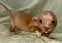 April, a female Chihuahua for sale in Los Fresnos, TX – 3 of 4