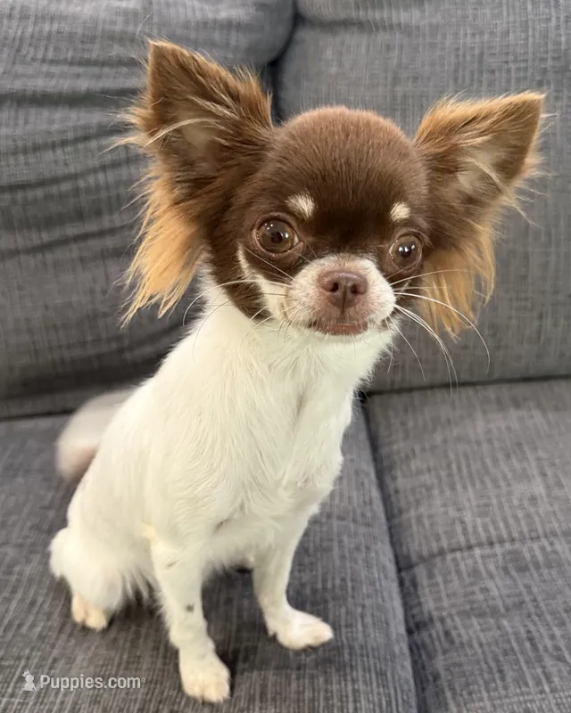 Isla teacup – Chihuahua puppy for sale in Los Fresnos, TX