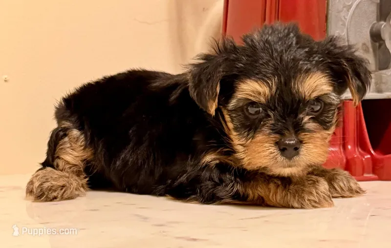 Boy – Yorkshire Terrier puppy for sale in Los Fresnos, TX