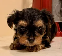 Boy, a male Yorkshire Terrier for sale in Los Fresnos, TX – 2 of 2