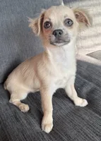 May long hair , a female Chihuahua for sale in Los Fresnos, TX – 3 of 3