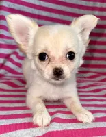 Pearl long hair , a female Chihuahua for sale in Los Fresnos, TX – 7 of 7