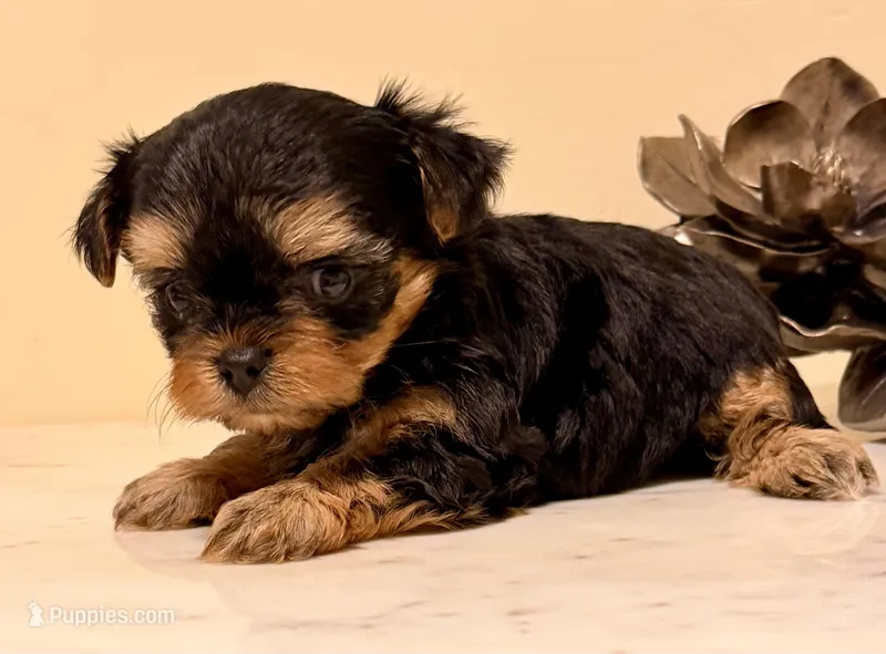Girl 2 – Yorkshire Terrier puppy for sale in Los Fresnos, TX