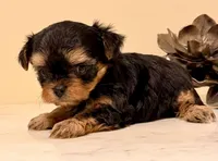 Girl 2, a female Yorkshire Terrier for sale in Los Fresnos, TX – 1 of 2