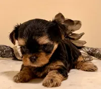Girl 2, a female Yorkshire Terrier for sale in Los Fresnos, TX – 2 of 2