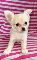 Pearl long hair , a female Chihuahua for sale in Los Fresnos, TX – 2 of 7