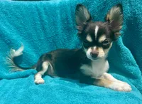 Coco long hair , a male Chihuahua for sale in Los Fresnos, TX – 10 of 10