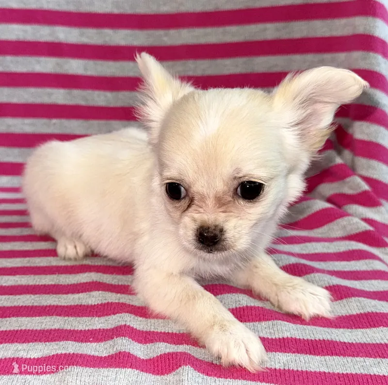 Pearl – Chihuahua puppy for sale in Los Fresnos, TX