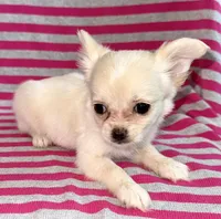 Pearl long hair , a female Chihuahua for sale in Los Fresnos, TX – 1 of 7