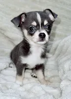 Eleanor blue tri, a female Chihuahua for sale in Los Fresnos, TX – 3 of 4
