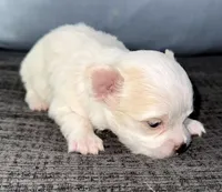 Ice, a male Chihuahua for sale in Los Fresnos, TX – Photo 5 of 6