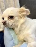 Ice, a male Chihuahua for sale in Los Fresnos, TX – Photo 4 of 4