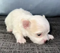 Ice, a male Chihuahua for sale in Los Fresnos, TX – Photo 4 of 6