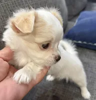 Ice long hair , a male Chihuahua for sale in Los Fresnos, TX – 1 of 6