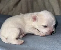 Ice, a male Chihuahua for sale in Los Fresnos, TX – Photo 2 of 4