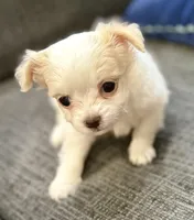 Ice long hair , a male Chihuahua for sale in Los Fresnos, TX – 4 of 6