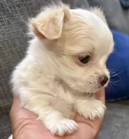 Ice long hair , a male Chihuahua for sale in Los Fresnos, TX – 6 of 6