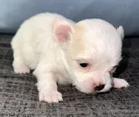 Ice, a male Chihuahua for sale in Los Fresnos, TX – Photo 6 of 6