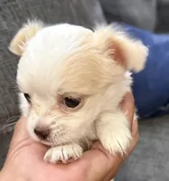 Ice long hair , a male Chihuahua for sale in Los Fresnos, TX – 2 of 6