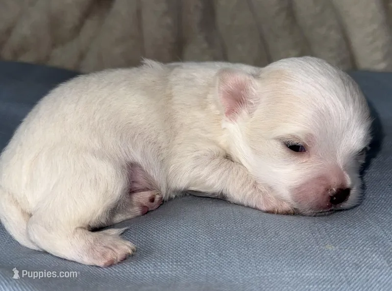 Ice – Chihuahua puppy for sale in Los Fresnos, TX