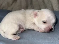 Ice, a male Chihuahua for sale in Los Fresnos, TX – Photo 1 of 4