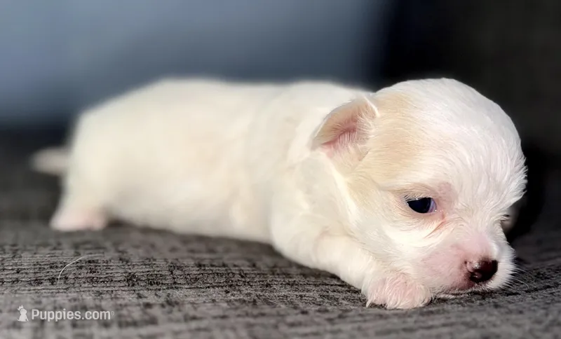 Ice – Chihuahua puppy for sale in Los Fresnos, TX