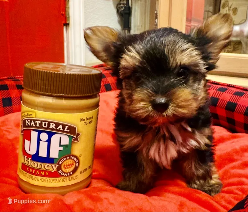 Tommy – Yorkshire Terrier puppy for sale in Los Fresnos, TX