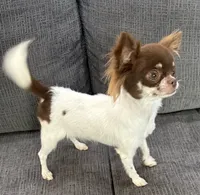 Isla teacup, a female Chihuahua for sale in Los Fresnos, TX – 4 of 4