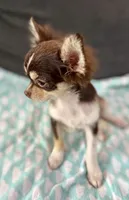 Coco long hair , a male Chihuahua for sale in Los Fresnos, TX – 2 of 7